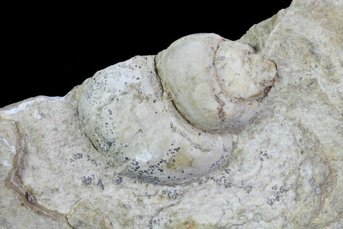 Fossil Gastropod (Viviparus) in Rock - Wyoming #67662